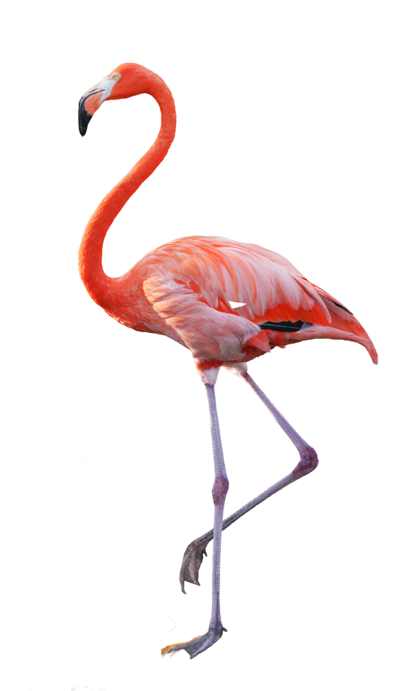 En direct du festival